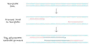 Polymerase Chain Reaction Pcr Article Khan Academy