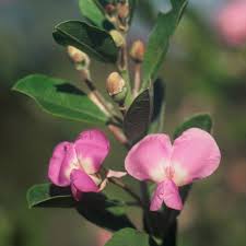 Image result for Podalyria calyptrata