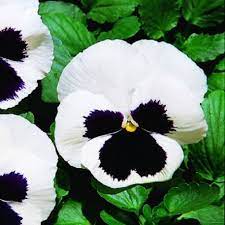 50 Pansy Seeds Giant White With Black Face Flower Seeds Black And White Flowers Flower Seeds Flower Seeds Online