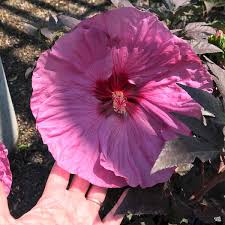 Image result for Hibiscus platycalyx