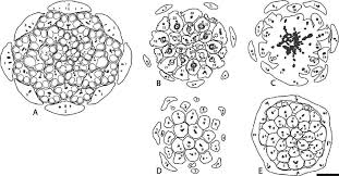 Image result for Monimiaceae