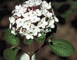 Best planted in spring in full sun or very light shade. Fragrant Gardens Landscape Ontario