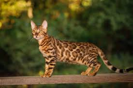 Nuansa kucing jual kucing persia. Tembus Rp1 7 Miliar Ini 10 Jenis Kucing Paling Mahal Di Dunia