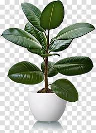 Rubber Fig Para Rubber Tree Houseplant Natural Rubber Plant Transparent Background Png Clipart Rubber Tree Houseplant Plants Rubber Tree