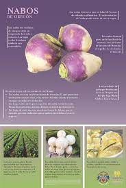 Turnips Spanish Poster Oregon Harvest Find At Food Hero Turnip Snack Prep Food Facts