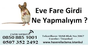 Farenin gezdiği yerler nasıl temizlenir. Eve Fare Girdi Ne Yapmaliyim Hasere Ilaclama Istanbul Bocek Ilaclama Istanbul 100 Garantili Kokusuz