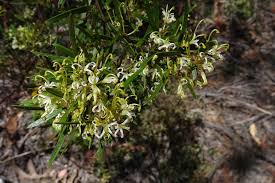 Image result for Grevillea linearifolia
