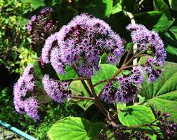 Image result for Bartlettina