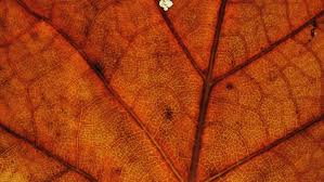 Join the mice, squirrels, sparrows, and possums as they. Why Do Leaves Change Color In The Fall Video Science Smithsonian Magazine