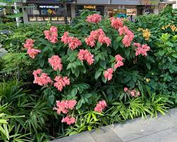 Image result for Mussaenda elegans