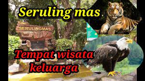Foto hd elang vs harimau : Burung Elang Vs Harimau Youtube