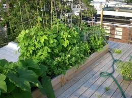 Schon tomatenzüchter, die in gewächshäusern anbauen, müssen ihre tomatenpflanzen kräftig schütteln, damit die blüten bestäubt werden. Nutgarten In Der Wohnung Gemusegarten Anlegen