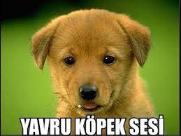 yavru kopek sesi uzun versiyon youtube