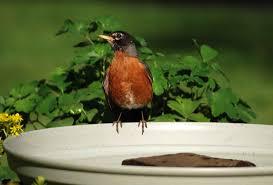 Image result for Robin Egg Blue 1983 Hussmann