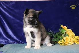 Browse siberian husky breeders in pa, indiana, new york and ohio. Maria Agouti Siberian Husky Siberian Husky Puppy For Sale In Kirkwood Pa Happy Valentines Day Happyvalentinesday2016i