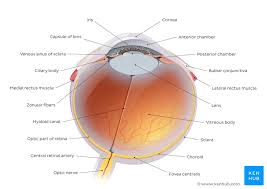 Is there a diagram of the digestive system? Anatomy Of The Eye Quizzes And Diagrams Kenhub