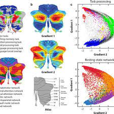 Zakup oraz aktywacja mobilnych dodatków nie są obecnie możliwe. Pdf Consensus Paper Cerebellum And Social Cognition