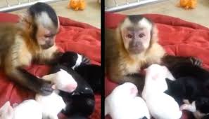 Check spelling or type a new query. Adorable Monkey Is Smitten With Puppies