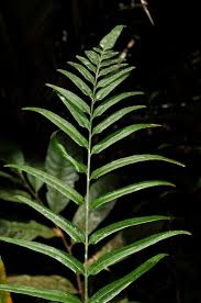 Image result for Lindsaea ensifolia