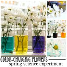 She started complaining that the color didn't change. Color Changing Flowers Spring Science Experiment