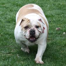 Park ridge is located in northern illinois, northwest of downtown chicago, il, east of des plaines, il­ and west of skokie, il. Project Mercy 23 English Bulldogs Rescued From Puppy Mill