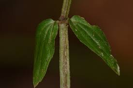 Image result for Canscora alata