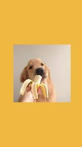 Pin By Dilnazzik On Catѕ猫 Dogѕ犬 Dog Wallpaper Iphone Dog Wallpaper Animal Wallpaper