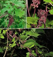 Image result for Dioscoreaceae