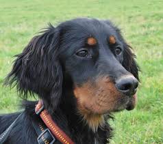 See more of setter gordon elevage du vallon des bécasses on facebook. Gordon Setter Akira Welpe N Zuhause Gefunden Hundepfoten In Not E V Happy Ends Archiv Von Zergportal De