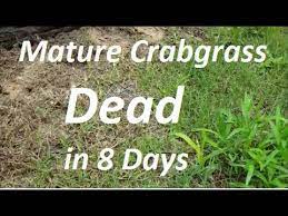 Mow at frequent intervals to keep the grass at a consistent length. How To Get Rid Of Crab Grass In The Lawn Youtube Crab Grass Weeds In Lawn Crab Grass Lawn