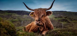 (compared to over 400 per sq.km. Best Places To Stay In Scotland United Kingdom The Hotel Guru