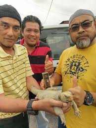 Are you see now top 10 padang pasir results on the web. Dhab Misteri Biawak Padang Pasir Posts Facebook