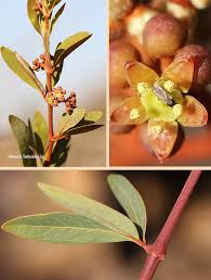 Image result for Rhoicissus revoilii