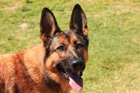 Also, when they do start standing up they are often not completely erect (they look more like airplane wings). German Shepherd Ears 12 Commonly Asked Questions Answers