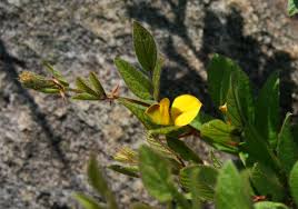 Image result for Rhynchosia clivorum