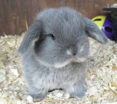 I have for sale a litter of netherland dwarf pure bred rabbits. Mini Dwarf Rabbits For Sale Online