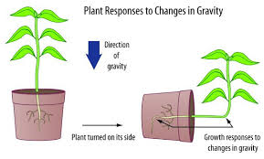Maybe you would like to learn more about one of these? Do Plants Of The Same Kind Grow At The Same Pace Quora
