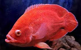 Jenis oscar yang pertama ini tergolong cukup langka aqua friends. 11 Jenis Ikan Oscar Predator Rupawan Pemikat Hati