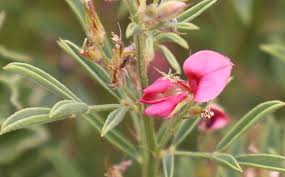 Image result for Indigofera hilaris