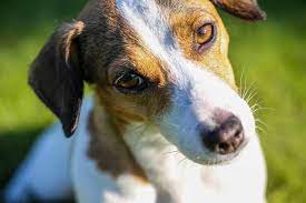 Why Do Jack Russells Shake Reasons And Curing Guide