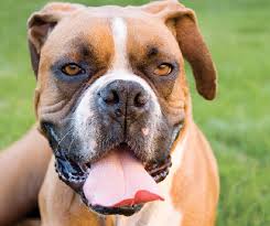 Most common symptoms collapse / hair loss / hairloss / itching. Boxer