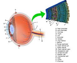 Image result for Retinal Anatomy