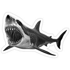 Black And White Shark Design Great White Shark Sticker By Pirro Koci In 2020 Great White Shark Drawing Great White Shark White Sharks
