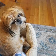 Exclusive look inside four paws pet resort. Four Paws Pet Resort Pet Sitting 343 Warwick Ave Warwick Ri Phone Number