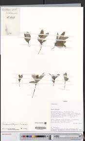 Image result for Eriosema laurentii