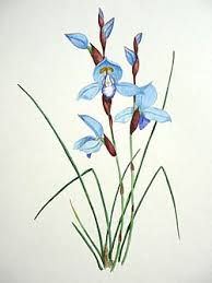 Image result for Disa ochrostachya