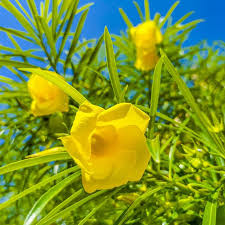 Image result for Cascabela thevetia