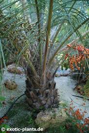 Pdf | butia capitata is a palm tree, wildly harvested from the brazilian savanna and largely used by local communities fruits of butea capitata (mart.) becc. Butia Capitata Pindo Palm Jelly Palm Seeds