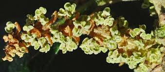 Image result for Myrica pilulifera