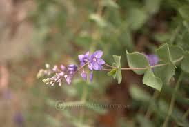 Lovely Shrub Of Many Names Veronica Perfoliata Mallee Design Australian Native Plants Australian Plants Australian Garden Design